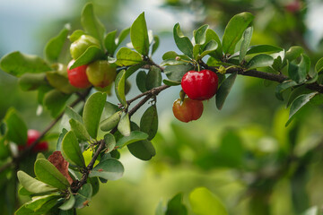 Fresh organic Acerola cherry on the tree.