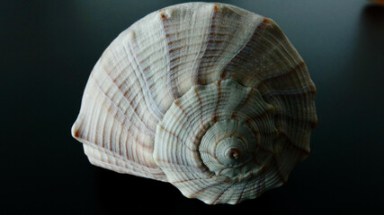 Schneckenhaus, Nahaufnahme, See- oder Landschnecke