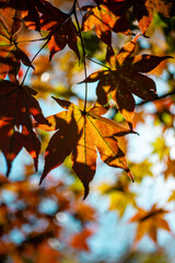Fototapeta na wymiar 가을햇살과 낙엽