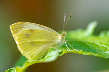 small white, Pieris rapae, white and yellow butterfly perched on a leaf
