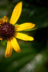 Closeup of flower partly covered with dew