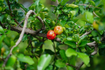 Fresh organic Acerola cherry on the tree.