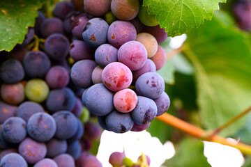 Hanging multicolored bunches of grapes