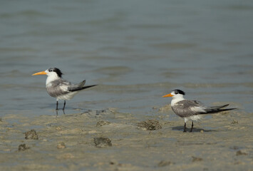 A pair of Greater Crested Terns at Busaiteen coast, Bahrain