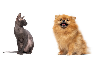 The sphinx cat and pomeranian dog sitting on isolated white background.