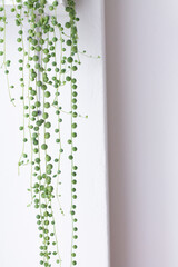 Plant on white wall - string of pearls