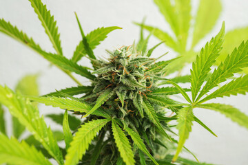 Cannabis buds close-up on a light background. A mature marijuana bush