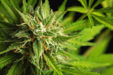 Cannabis buds close-up on a dark background. A mature marijuana bush