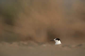 White-cheeked Tern juvenile at Asker marsh, Bahrain