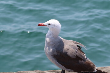 Seagull Standing on a Pier next to a Bay