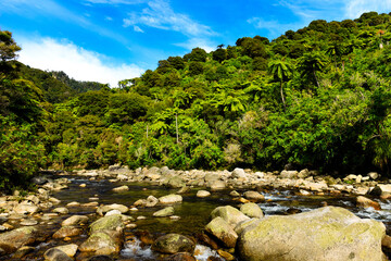 Fototapeta na wymiar New Zealand Forest River in Abel Tasman National Park Downstream Wainui Falls