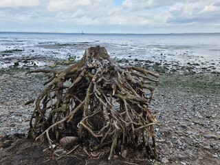Wurzel am Strand