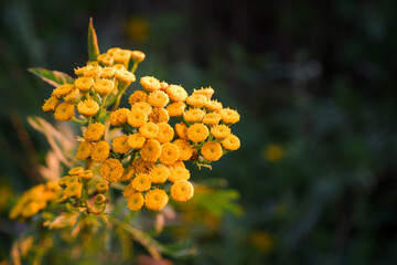 Flowering of meadow grasses. Multicolored flowers in the rays of the sunset. Natural background.