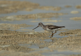 Terek sandpiper at Busaiteen coast of Bahrain