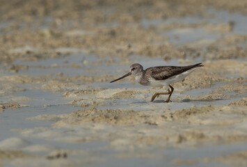 Obraz premium Terek sandpiper feeding at Busaiteen coast of Bahrain
