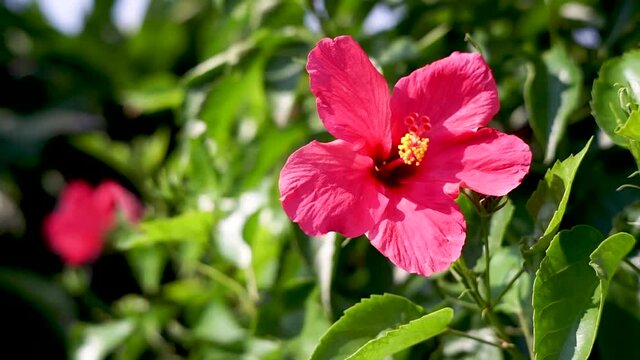 Handheld video close up front view of pink hibiscus flowers blowing in the wind. Selective focus
