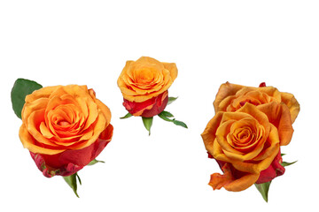 Orange rose isolated on a white background.