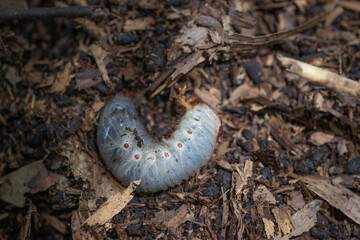 Grub worm of Coconut rhinoceros beetle or Indian rhinoceros beetle (Oryctes Rhinoceros) growing in the soil