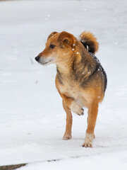 A small brown dog stands in the snow with its paw raised, the animal in winter