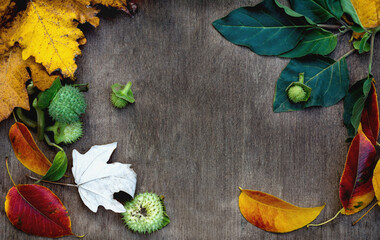background top view with autumn leaves of yellow and red flowers and green leaves and fruits of brugmansia