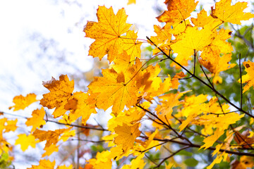 Naklejka na ściany i meble Maple branch with yellow autumn leaves on a light background
