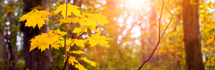 Autumn forest with yellow maple leaves in the evening sun, atmospheric autumn panorama