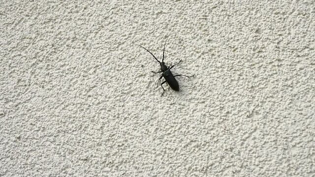 A capricorn beetle walking on a wall
