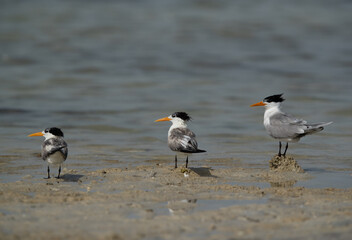 Greater Crested Terns at Busaiteen coast, Bahrain