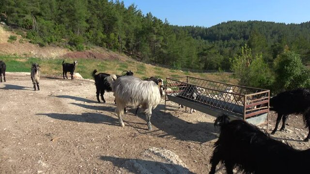 Yumaklar, Antalya, Turkey - 27th of May 2021: 4K Panning herd of goats and forest in the background
