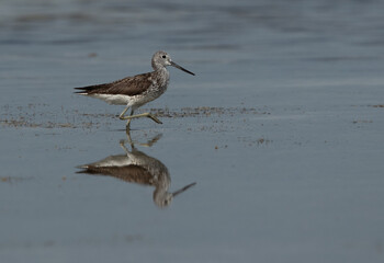 Common Greenshank feeding at Busaiteen coast, Bahrain