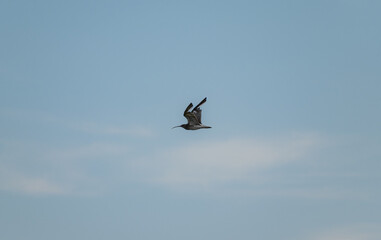 Eurasian Curlew in flight by the coastline in Northumberland