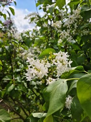 Wei&szlig;e Bl&uuml;ten