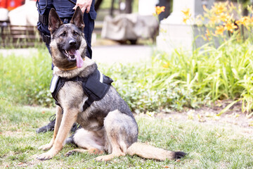 Policewoman with German shepherd police dog