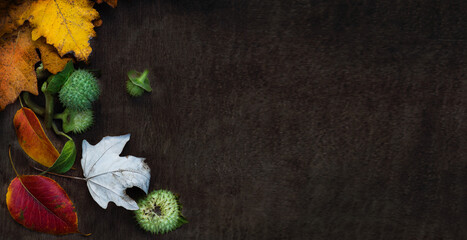 Dark background top view with autumn leaves of yellow and red flowers and green leaves and fruits of brugmansia