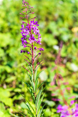 Lilac long flower on a green background with a background blur