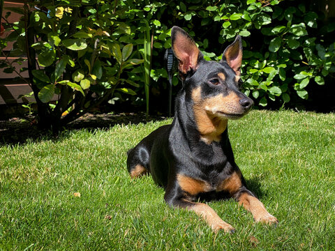 Portrait of dwarf pinscher dog laying down on the grass in garden.