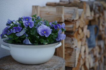 Fototapeta na wymiar Violet blosomming flowers in a white pot with a wood background