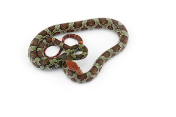 100 Flower rat snake isolated on white background