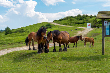 STURDY HORSES IN ALTA MOUNTAIN, NAVARRE, SPAIN