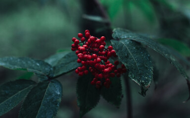 red berries on a bush