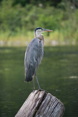 great blue heron in the city