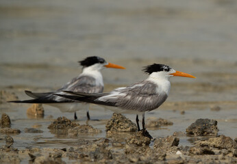 Greater Crested Terns at Busaiteen coast, Bahrain