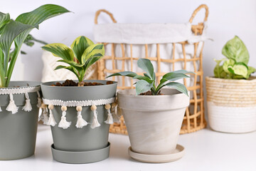 Different hosta plants in flower pots in front of home decor items