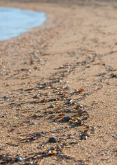 Small seashells on a sandy beach, selective focus.