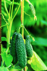 growth and blooming of cucumbers in garden. the Bush cucumbers on the trellis. Cucumbers vertical planting. Growing organic food.