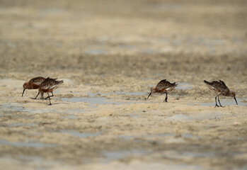 Curlew Sandpiper in breeding plumage at Busaiteen coast of Bahrain