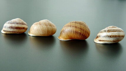 Schneckenhaus, Nahaufnahme, See- oder Landschnecke