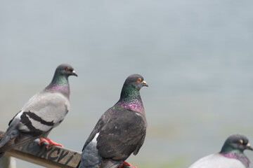 pigeons by the lake