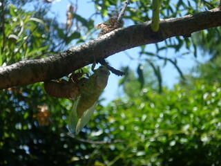 Cigale qui sort de sa coque