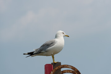 seagull on the beach